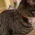 Cat Kitty Kitten Funnycats Tori Madrigal