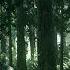 GUWANEJ Live Into The Woods Twilight Forest Psytrance 2OI9