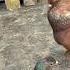 Merpati Tinggian Perdana Jodoh Merpati Pigeon Shorts Birds