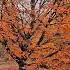 Cozy Autumn Ambience Instrumental Music For Relaxing Studying And Sleeping