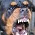 Angry Rottweiler Barking Loud Cute Petsempire Catvideos Angrypuppy Pets Rottweiler Angrypuppy