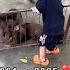 24 Years Of Loyalty The K9 Who Never Quit K9 Puppy Dog Pets Germanshepheard Dogtraining
