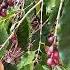 Psalm121 Psalms Youtubeshorts Plants Flowers Bloom Lifeinthecountry Garden Backyard Hope
