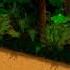 Jungle Groove Restored To HD