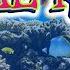 Coral Reef For Kids Science For Kids