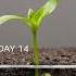Growing Red Bell Pepper Plant Time Lapse