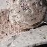 Choco Vanilla Ice Cream Recipe Vanilla Chocolate Ice Cream Recipe Yummy