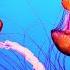 The Best Jellyfish Aquarium 3 Hours RELAXING MUSIC