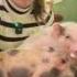 VISIT PIG CAFE IN JAPAN
