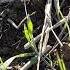 From Drought To Bounty Our Hairy Vetch Success Story