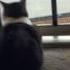 Fat Cat Mad Two