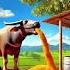 The Cow Graze The Grass Baffalo Facts Motivation Animals Cow