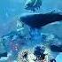 The Clever Pact Between Divers And Triggerfish