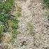 Hairy Vetch Nitrogen Fixing Cover Crop