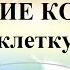 Обучение попугаев команде В клетку Часть 2