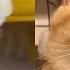 From Tiny Fluff Ball To The Sweetest Big Baby Unbelievable Cats Transformations