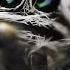 Fear Vs Fascination Exploring The Incredible Abilities Of Spiders FULL DOCUMENTARY