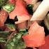 Pico De Gallo Recipe L How To Make Best Salsa Fresca Picodegallorecipe Gastroguru