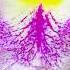 Cattleya Orchid Queen Of The Orchids From South America Shorts 15 Cattleya Cattleyaorchids Love