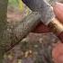 Kỹ Thuật Ghép Và Chăm Sóc Cây Mới Nhất The Latest Technique Of Grafting And Tree Care 0980