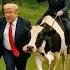 Trump And Putin Are Once Again Enjoying A Lavish Beef Feast Trump Putin Narendramodi Kimjongun