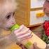 BiBi Helps Dad Cook Breakfast For Baby Monkey OBi