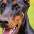 Guess The Right Answer About Doberman Which Name Is Correct Shorts