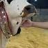 Trending Song Cow Season Jamil Memon Bakraeid Foryou Cow Cow Cow Cow Cow Karachi Foryou Vlog