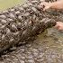 Female Hunter Smart DOG Soak In Water Harvest MILLIONS Of CRABS Covering Rotten Trees Lý Thị Hoa
