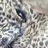 Incredibly Cute Newborn Jaguar Cub Our World