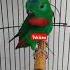 Serindit Isian Lovebird Serindit Serinditgacor Masteranmurai