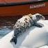 Albino Whale Saves Seal