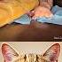 Give This Video Title Warning Answer Cat Meme Dance Trending