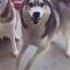 Siberian Husky Happy Dog Siberianhusky Husky Huskylovers Happydog Dance