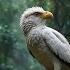 Tropical Forest Birds Life Of Birds In Rainforest Scenic Cinema With Birds Jungle Sounds