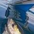 HUNDREDS Of Yellowfin Tuna In Bali Spearfishing W Nikobujons