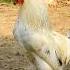 Amazing Rooster Chicken Crowing Loudly In The Morning Animalsounds Chicken Birds