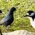 24 7 LIVE CAT TV For Cats To Watch Crazy Birds And Funny Red Squirrels And Nature Fun For All