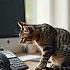 Алло Это кот да это кот слушаю Кот отвечает на звонок кот милота Cat Cute умныйкот