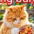 Cute Cat Cooking Videos Cats Funny Videos Catvideos Funnycats Viralvideos