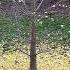 The Ginkgo Trees Have Dropped All Their Leaves