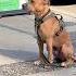 HIS EYES SAY IT ALL This Pit Bull Just Wants His Human Back Dog Pitbull