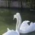 Two Loving Swans Are Reunited And Their Joy Is Absolutely Infectious