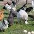 The Most Effective Natural Chicken Medicine Aspirin How To Have An Organic Chicken Farm
