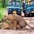 Tiger Mating Shorts Shortsfeed Wildlife Tiger Ranthambore Nature Love Matingseason Viral