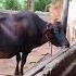 Gulia Dairy Farm