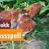 Ayam Bangkok Berkelahi Ayambangkok Shorts