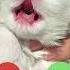 Cute Kitten Baby Tiny Fluffy Angel Is Calling You Begging For A Cuddle Ringtone Cute Kitten