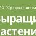 Выращивание растений Видеоурок Биология 7 класс