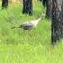The Elusive Smoke Phase Hen Wild Turkey Mississippi Wildlife Outdoors Nature Wildturkey